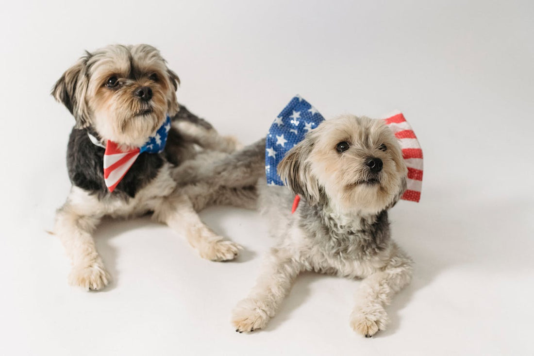 National Dog Day Celebration: Honoring Your Dogs