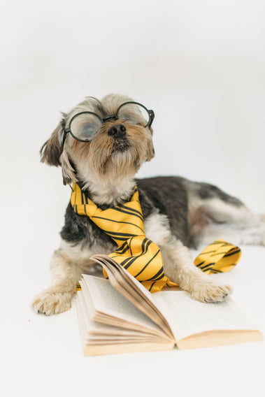 Back-to-School Pet Care: Helping Your Dog or Cat Adjust to a New Routine Naturally