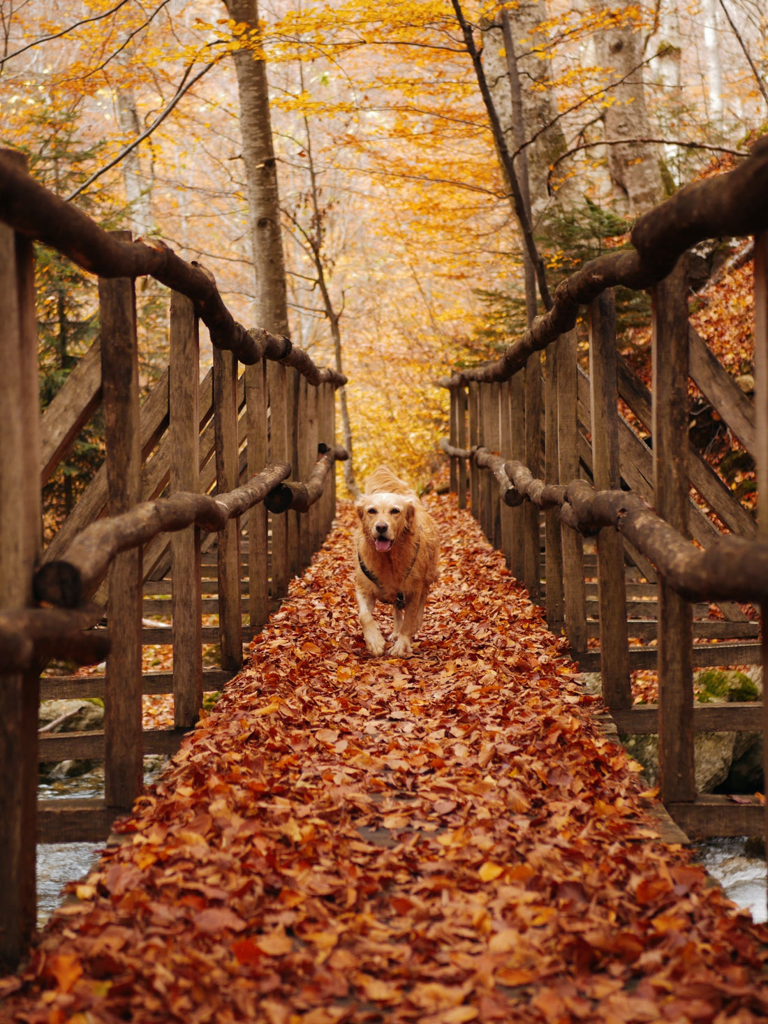 Why Fall Can Be Tough on Your Dog’s Ears: What Pet Parents Should Know
