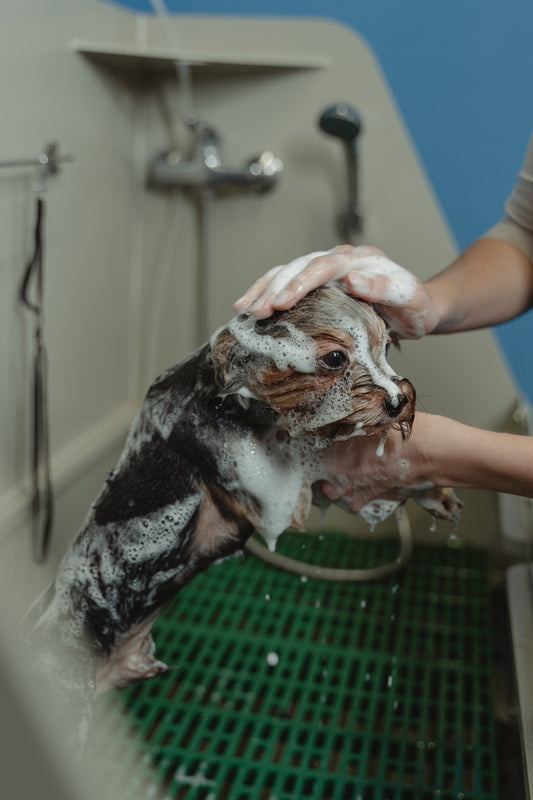 Unleash the Power of Nature: How to Make Your Own Organic Dog Shampoo at Home