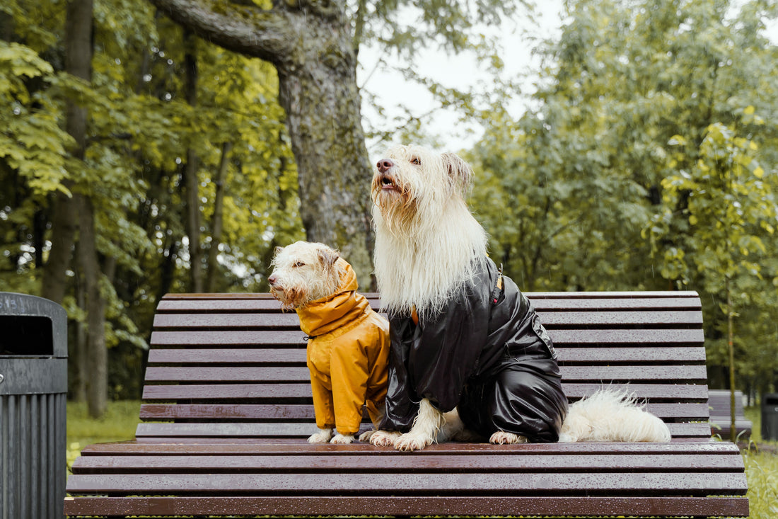 How Cooler Weather Can Affect Your Dog’s Skin and Coat