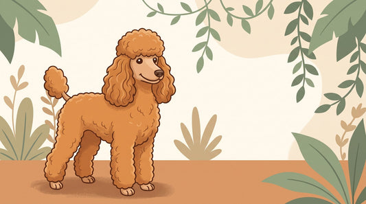 Apricot Standard Poodle with curly ears and topknot