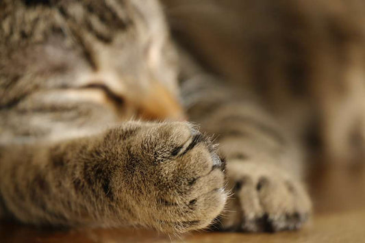 Considering Declawing Your Cat? Think Twice