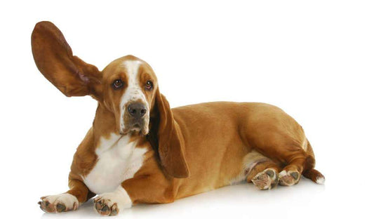 Ever Wonder Why Dogs Have Floppy Ears?