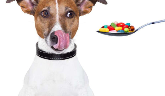 How to Save Big Bucks On Your Pet's Medications