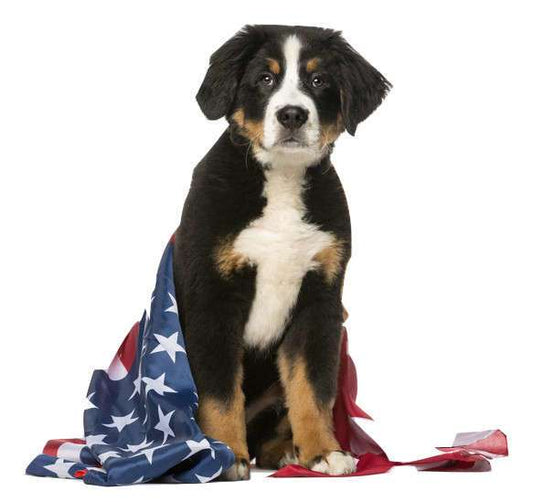 Pet-Safe Celebrating on the 4th of July