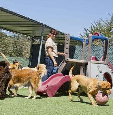 Check and Double-Check: Pet Boarding Industry Remains Unregulated