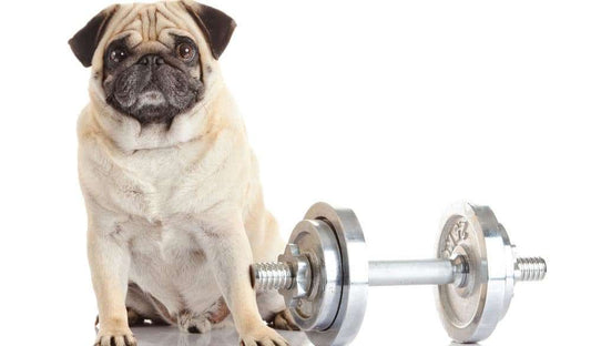 Does Your Pup Need Exercise? Hit the Puppy Gym!