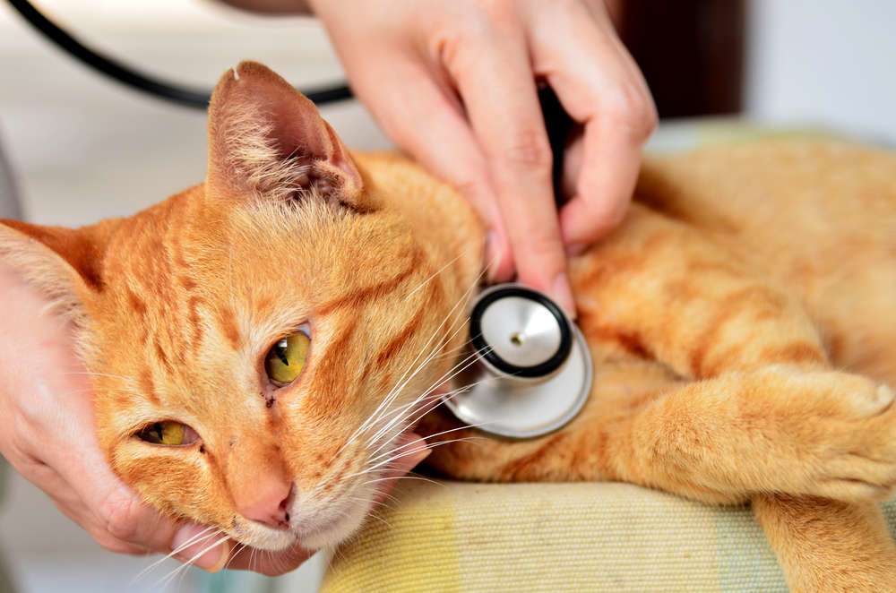 Is Your Cat Sick? Common Symptoms to Watch