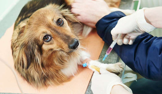 Does Your Dog Need a Flu Shot?