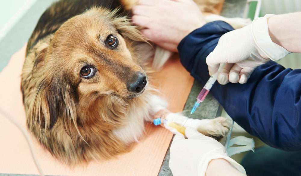 Diabetes in Dogs and Cats: What You Need to Know