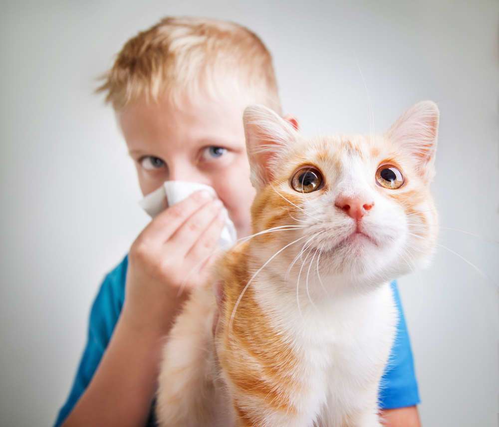You CAN Have a Cat without Smelling Like It
