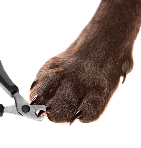 Should You Cut Your Dog’s Nails at Home?