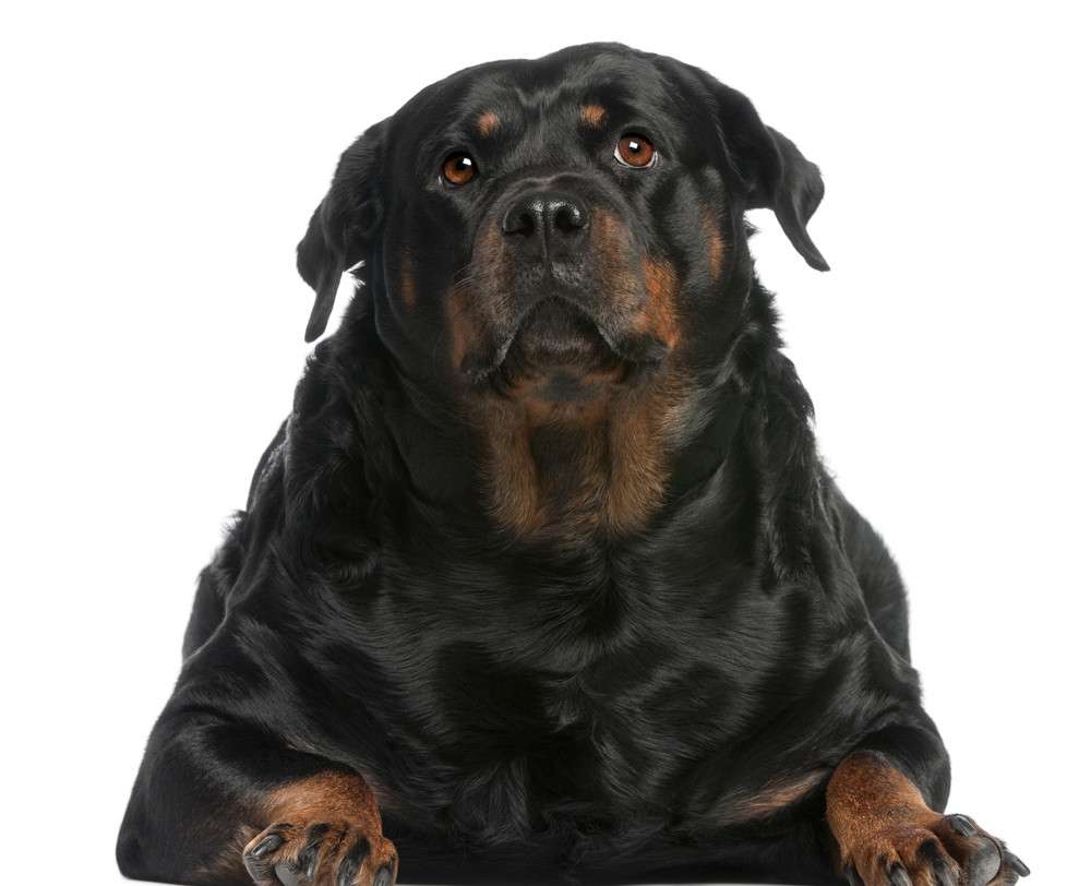 Would You Watch a Reality Show About Overweight Pets?