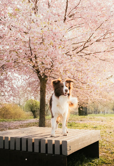 Natural Spring Pet Care: How to Keep Your Dog & Cat Healthy, Itch-Free, and Happy This Season