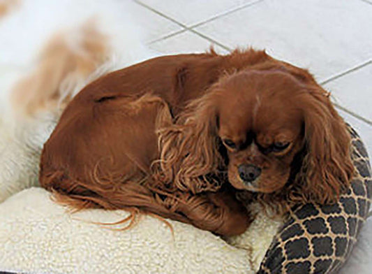 Pick the Best Daybed for Your Dog