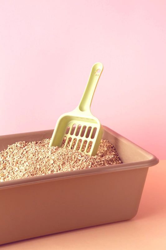 The Benefits of Switching to Eco-Friendly Cat Litter