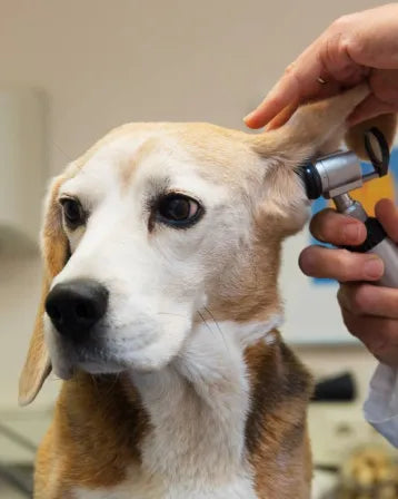 Myths About Dog Ear Infection