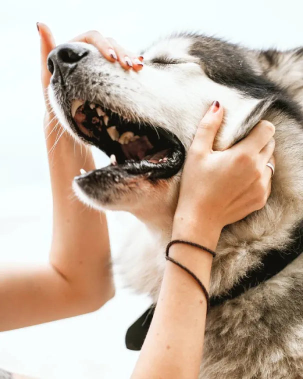 Fast Acting Dog Ear Infection Relief