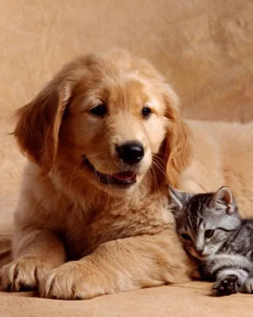 Thinking About Pet Insurance?