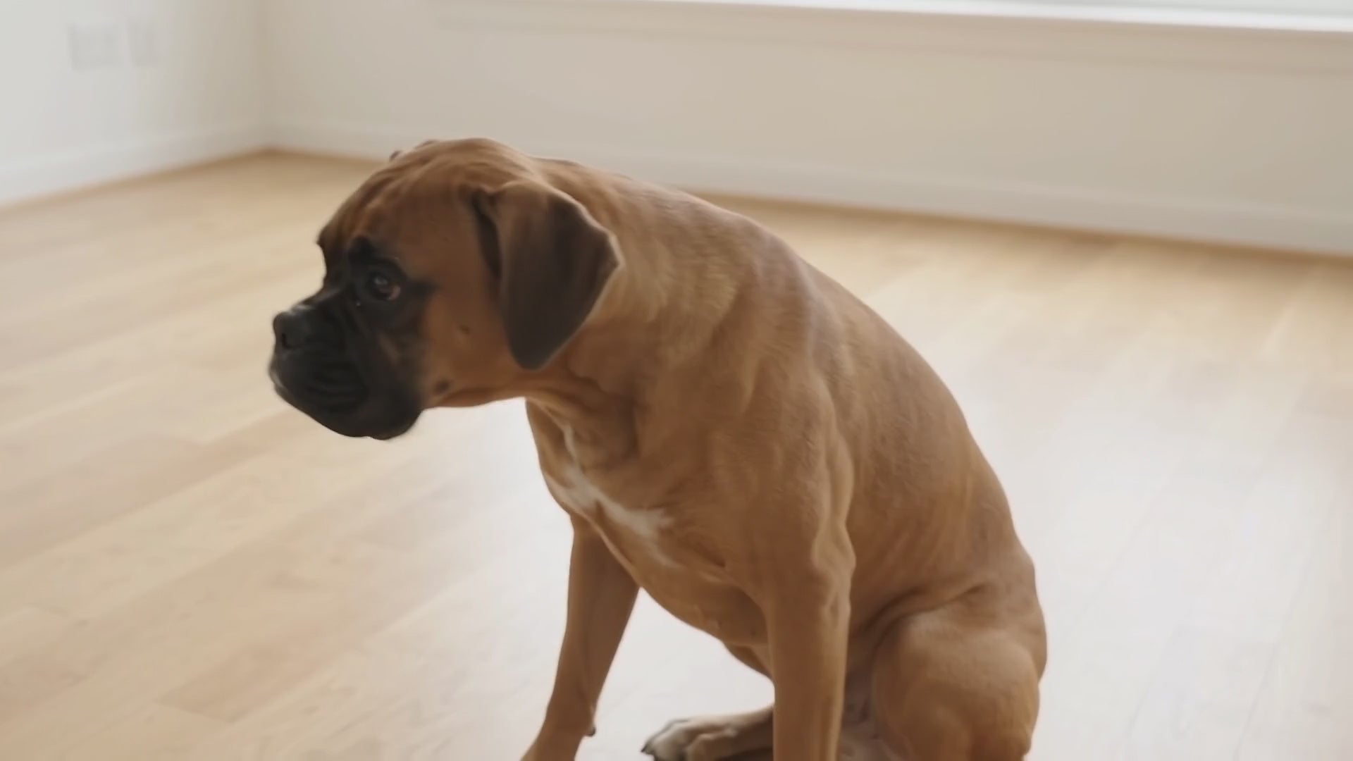 How to use EcoEars Dog Ear Cleaner: step-by-step how-to video