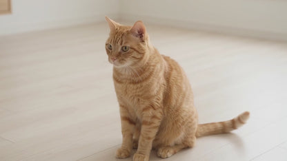 How to use EcoEars Cat Ear Cleaner: step-by-step how-to video